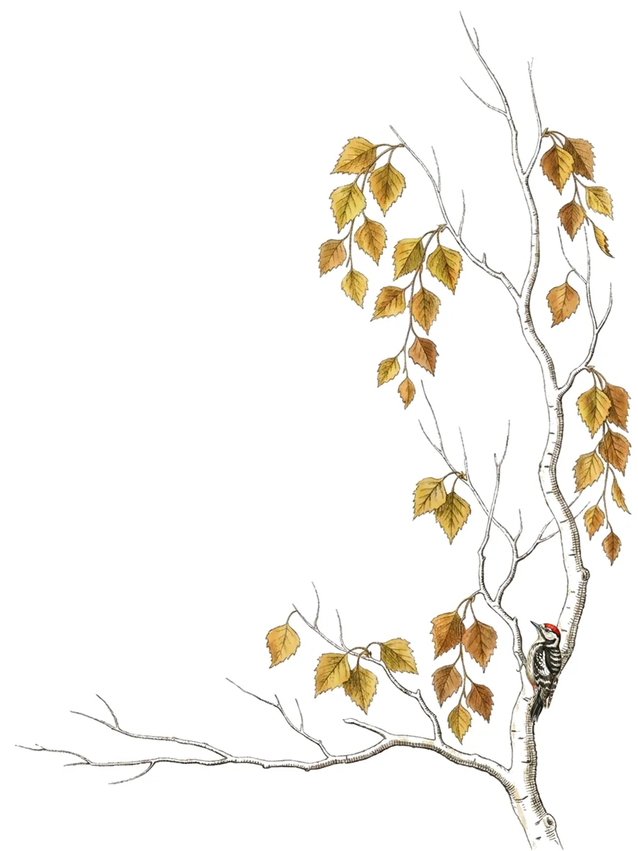 Lørdag 10. oktober 2026: Dvergspett