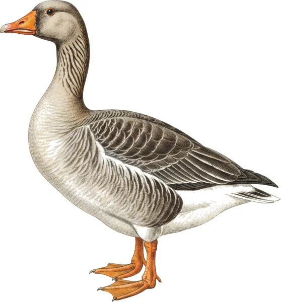 Grågås