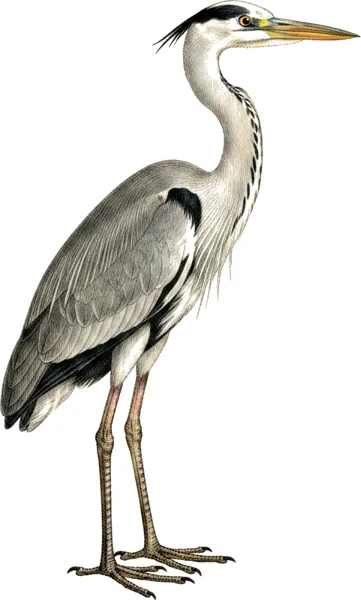 Gråhegre