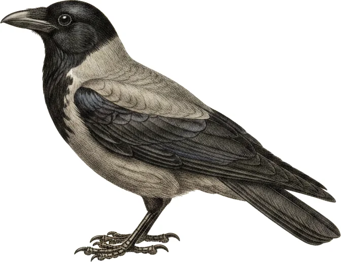 Kråke
