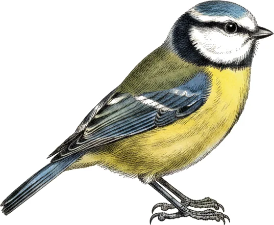Blåmeis