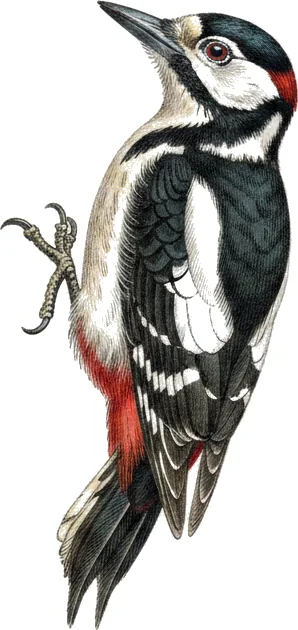 Flaggspett, klatrende