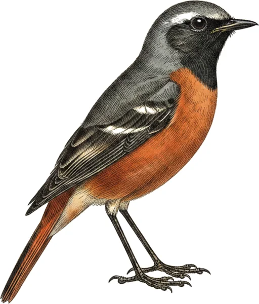 Rødstjert