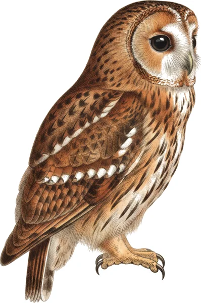 Kattugle
