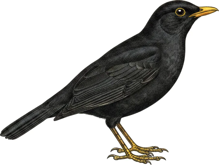 Svarttrost