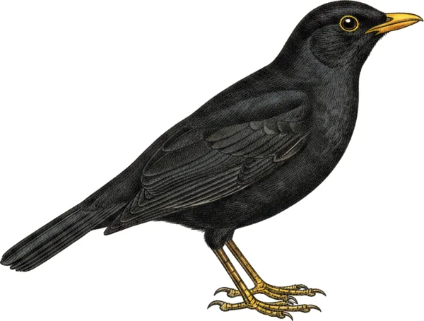 Svarttrost