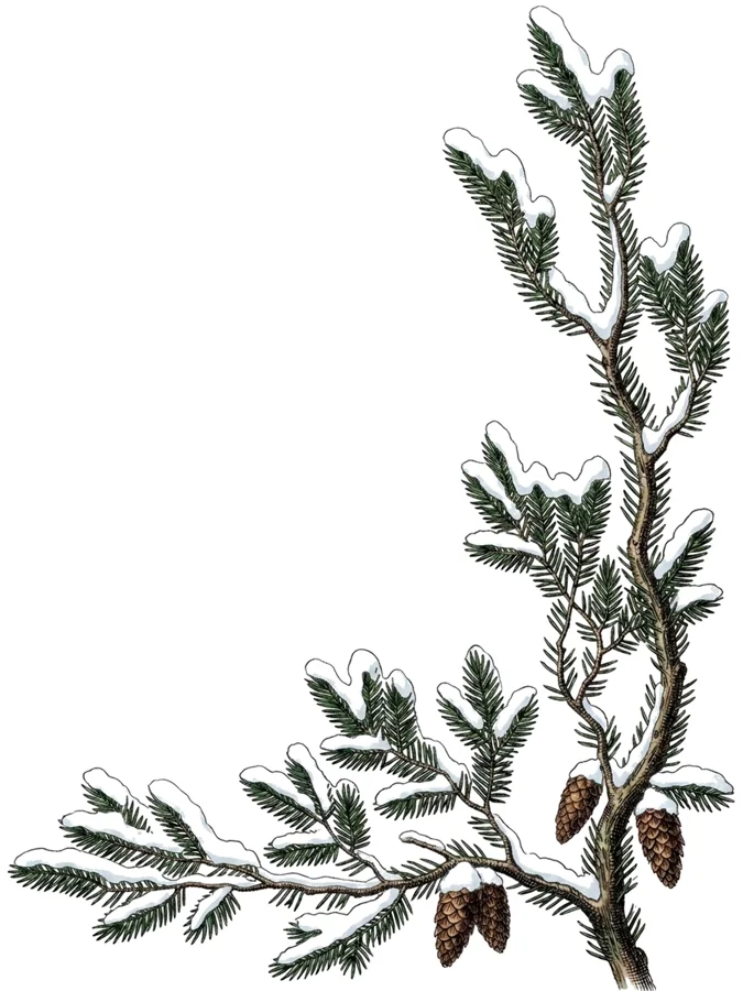 Snødekt grankvist